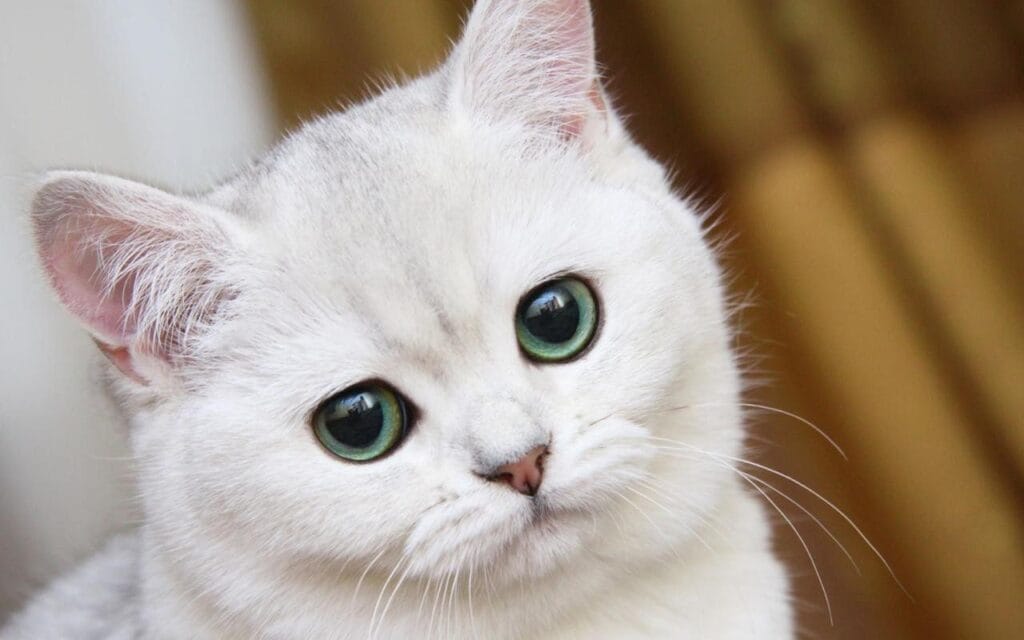 Белый котик