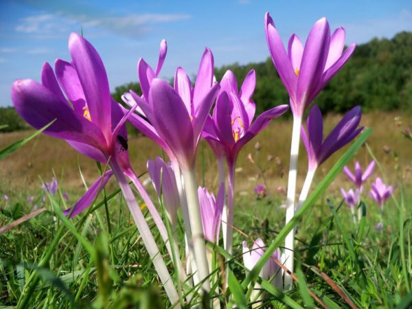 colchicum|ziemowity|screenshot-naukawpolsce.pap.pl-2018.09.09-23-59-27|1346148682|DSCN8677|colchicum_autumnale|images