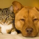 Dogs_Cats_Two_Snout_560251_1280x850