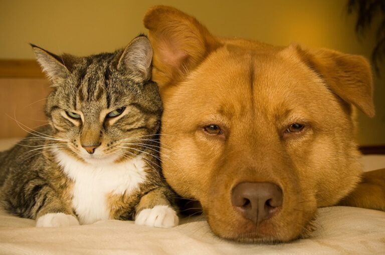 Dogs_Cats_Two_Snout_560251_1280x850