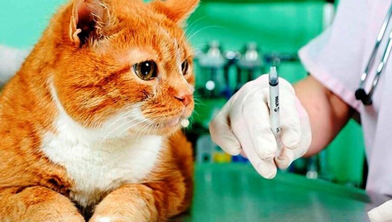 veterinar-koshka