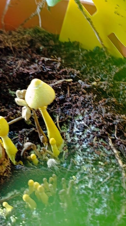 Гриб в цветочном горшке